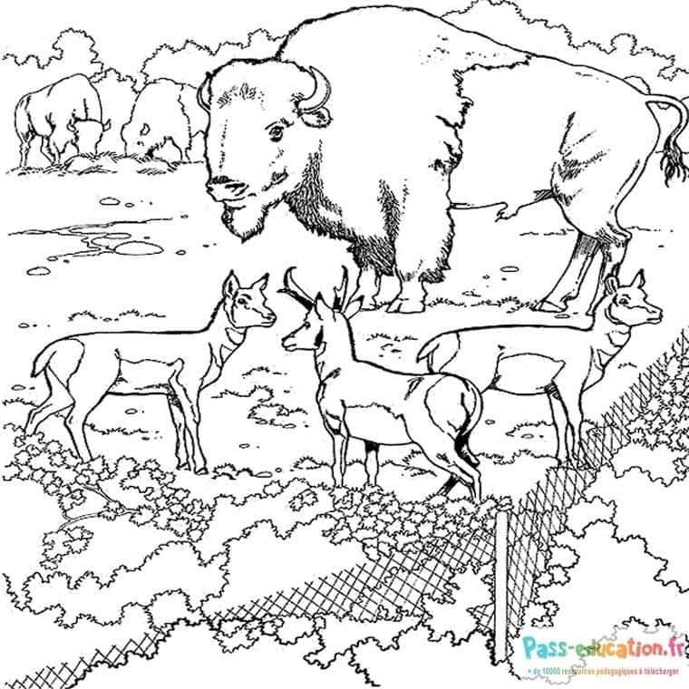 Coloriage Animaux du zoo à imprimer et colorier