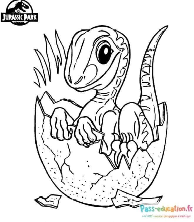 Coloriage Dinosaure naissant à imprimer et colorier