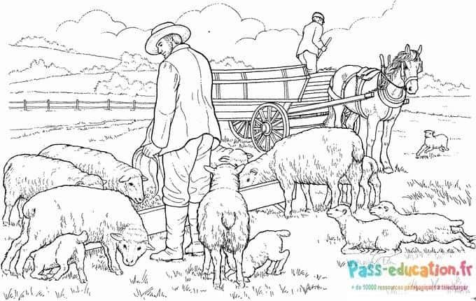 Coloriage Ferme avec moutons à imprimer et colorier