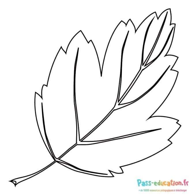Coloriage Feuille d'érable à imprimer et colorier