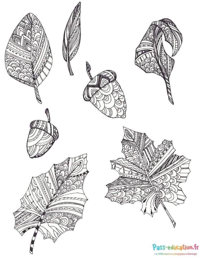 Coloriage Feuilles Zentangle à imprimer et colorier