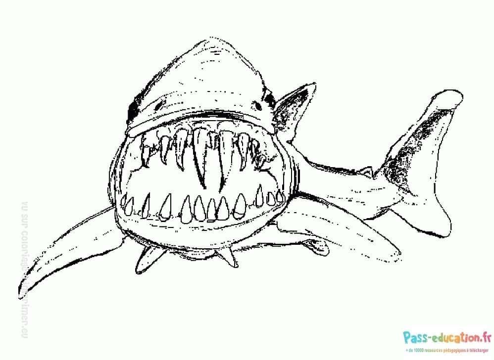 Coloriage Requin souriant à imprimer et colorier