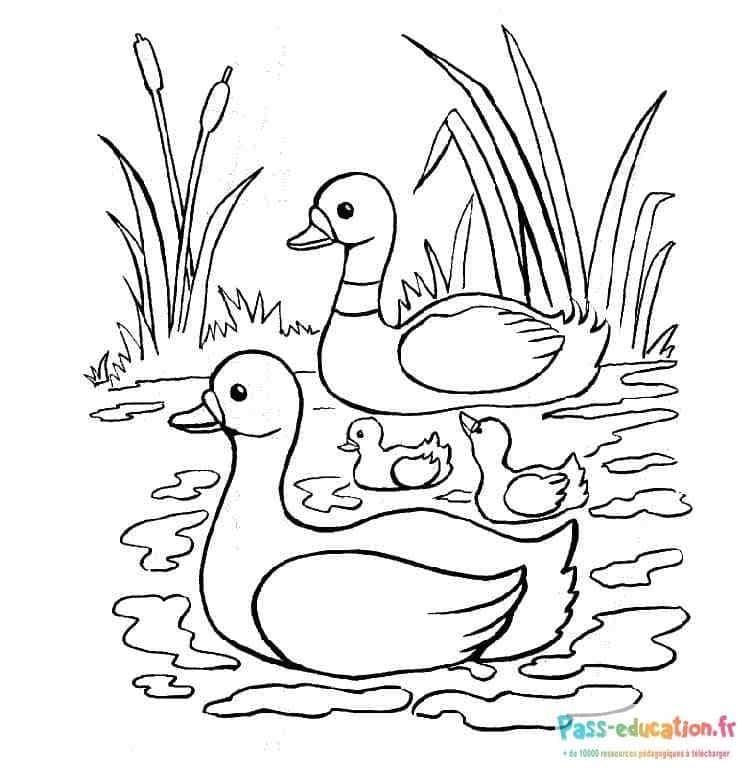 Coloriage Famille de canards à imprimer et colorier