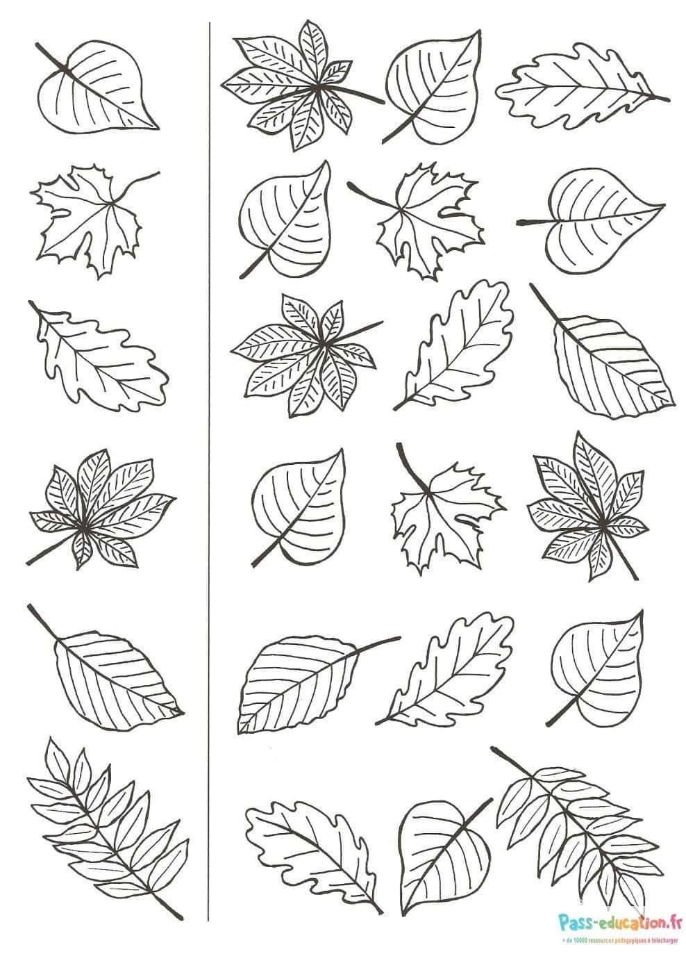 Coloriage Feuilles d'automne à imprimer et colorier