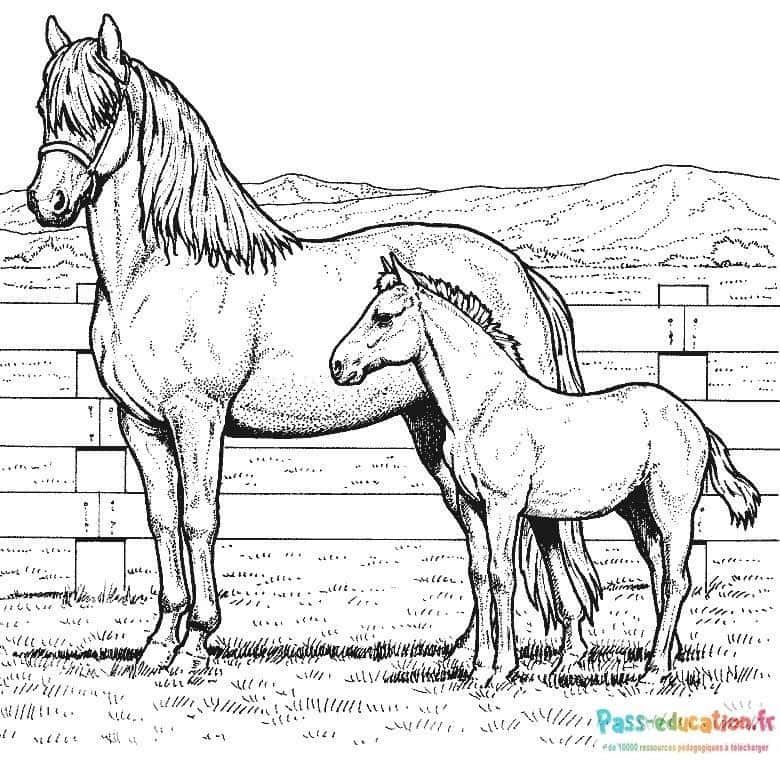 Coloriage Chevaux et poulain à imprimer et colorier