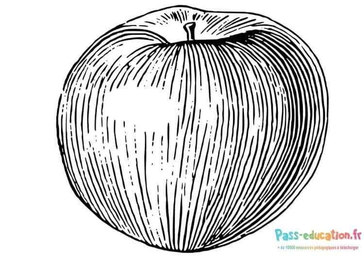 Coloriage Pomme réaliste à imprimer et colorier
