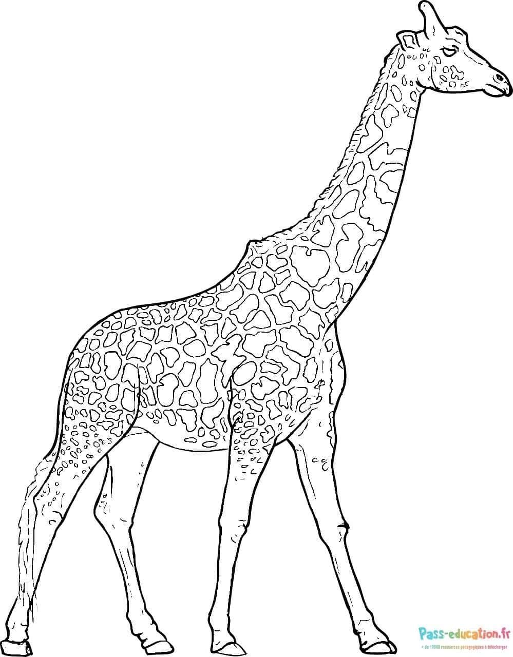 Coloriage Girafe solitaire à imprimer et colorier