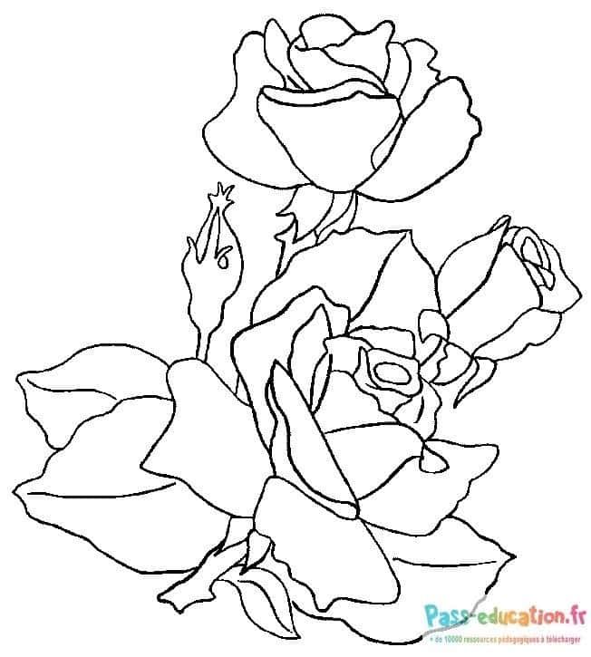 Coloriage Fleurs de roses à imprimer et colorier