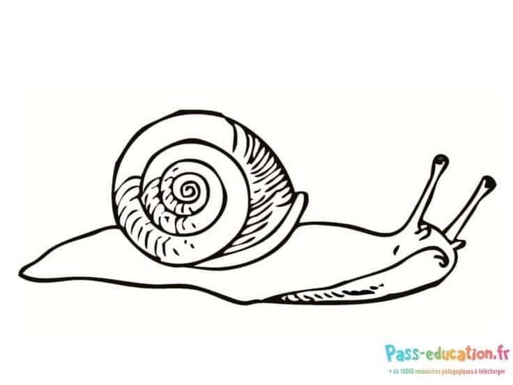 Coloriage Escargot à imprimer et colorier