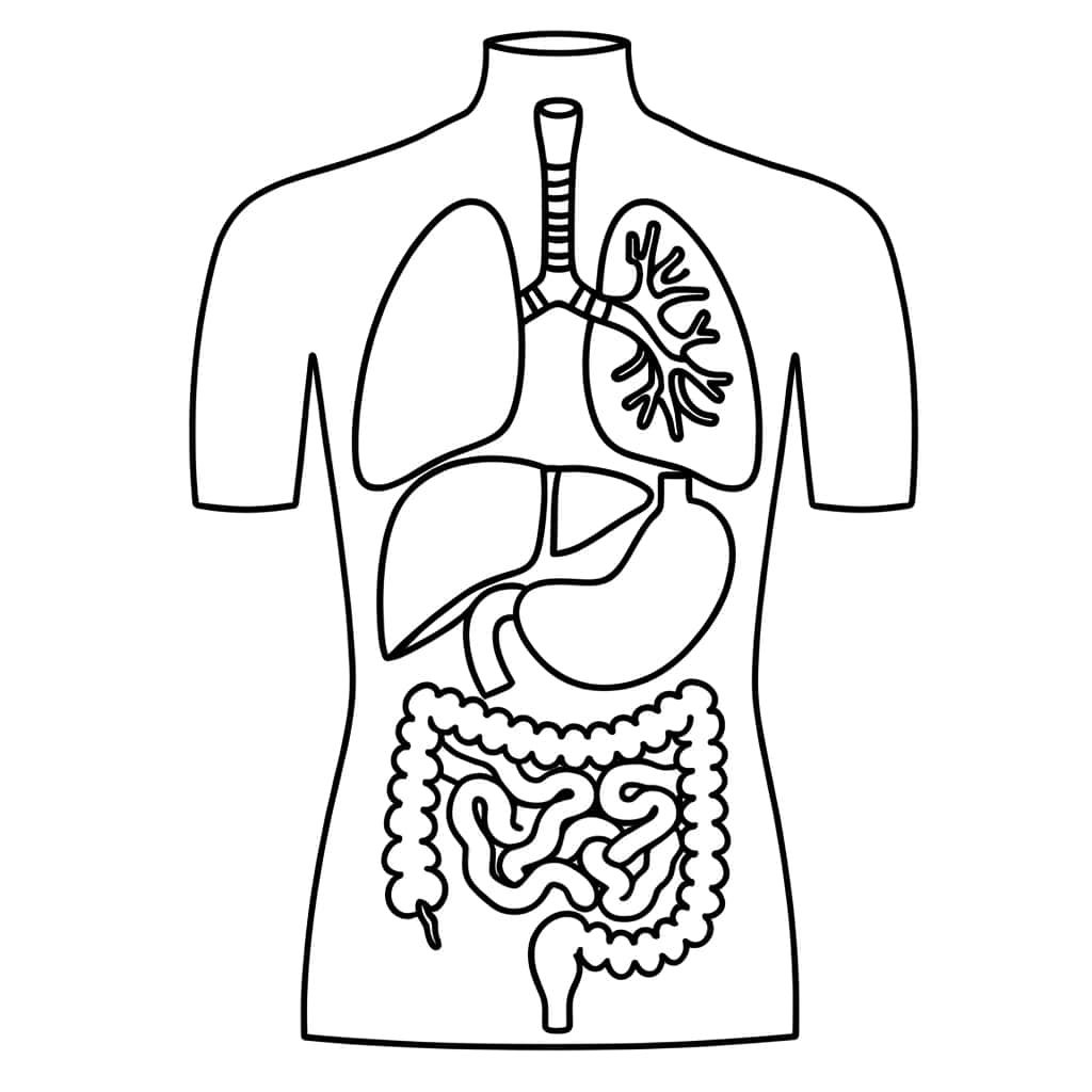 Coloriage Anatomie humaine à imprimer et colorier