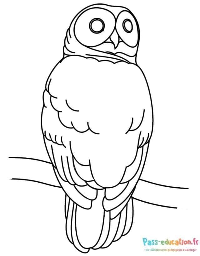 Coloriage Chouette nocturne à imprimer et colorier