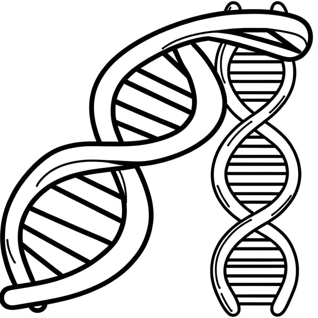 Coloriage ADN en spirale à imprimer et colorier