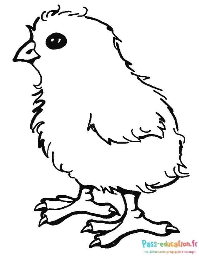 Coloriage Poussin curieux à imprimer et colorier