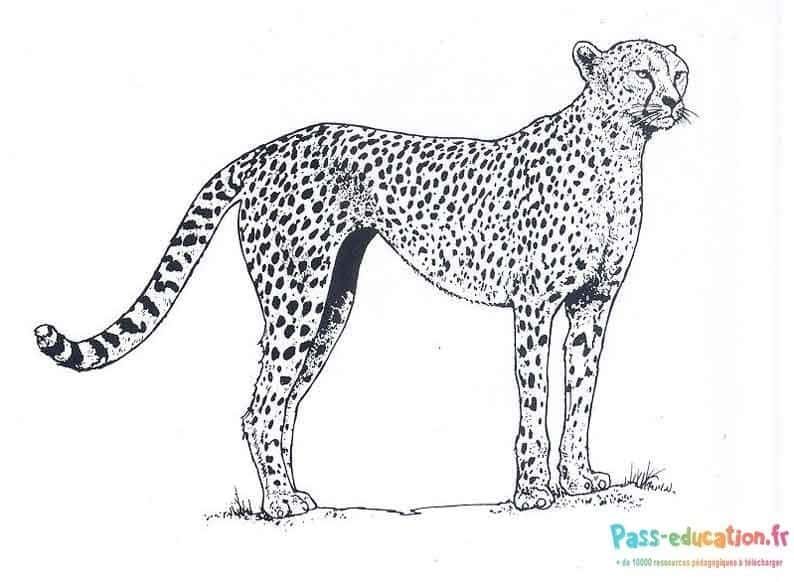 Coloriage Guépard attentif à imprimer et colorier