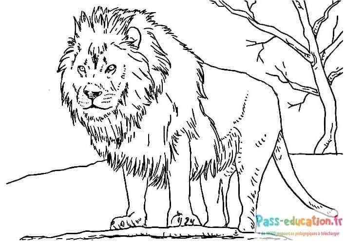 Coloriage Lion fier à imprimer et colorier