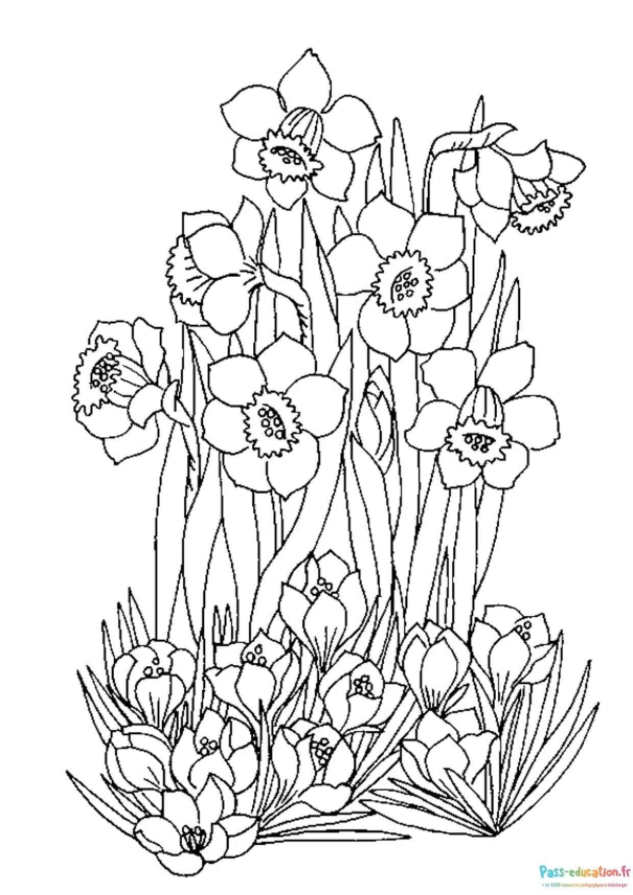 Coloriage Fleurs de printemps à imprimer et colorier
