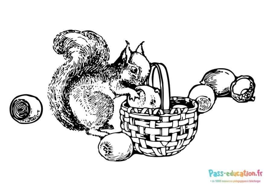Coloriage Écureuil et panier de noix à imprimer et colorier