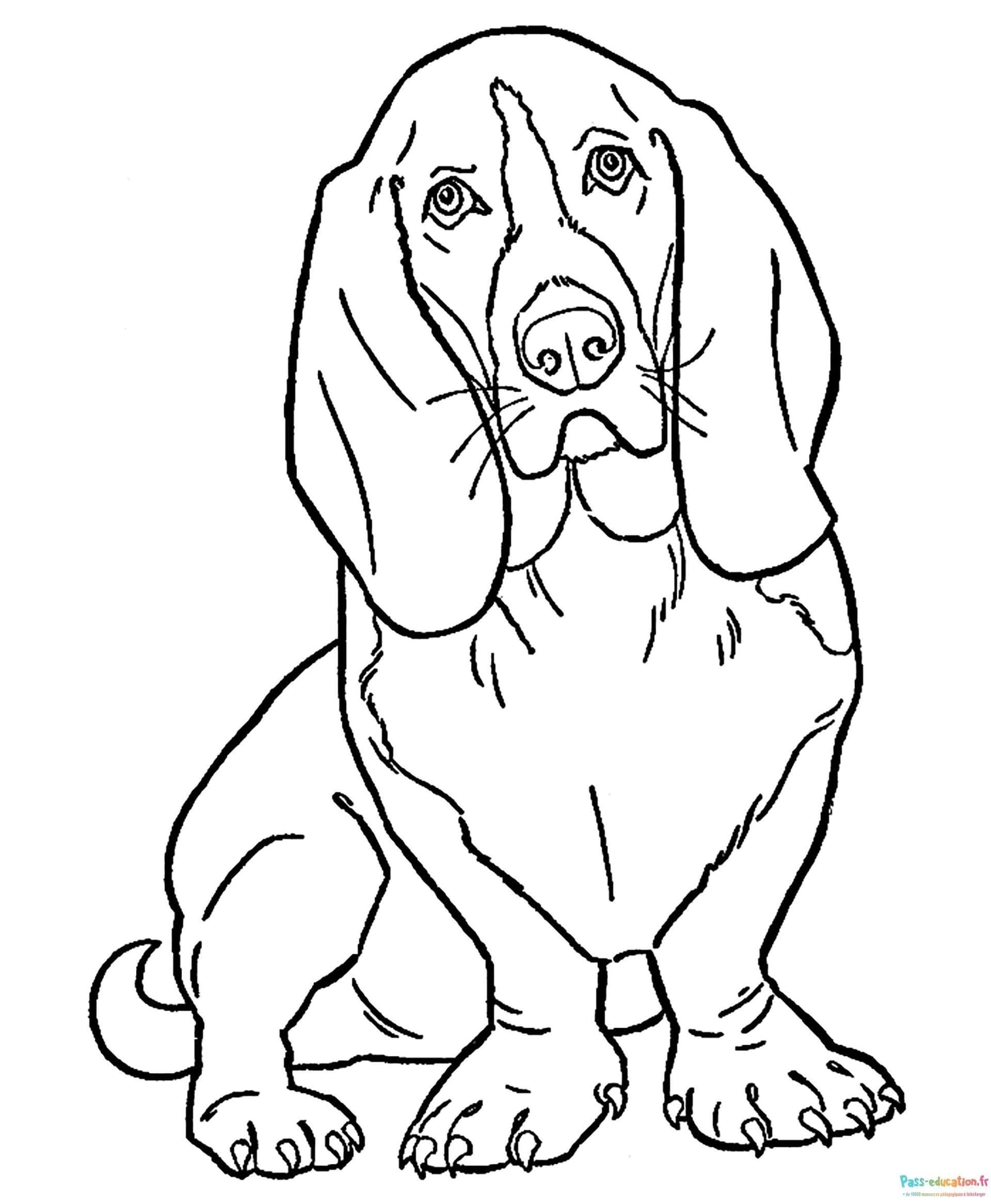 Coloriage Basset Hound à imprimer et colorier