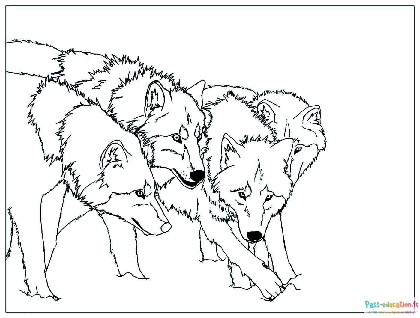 Coloriage Quatre loups alignés à imprimer et colorier