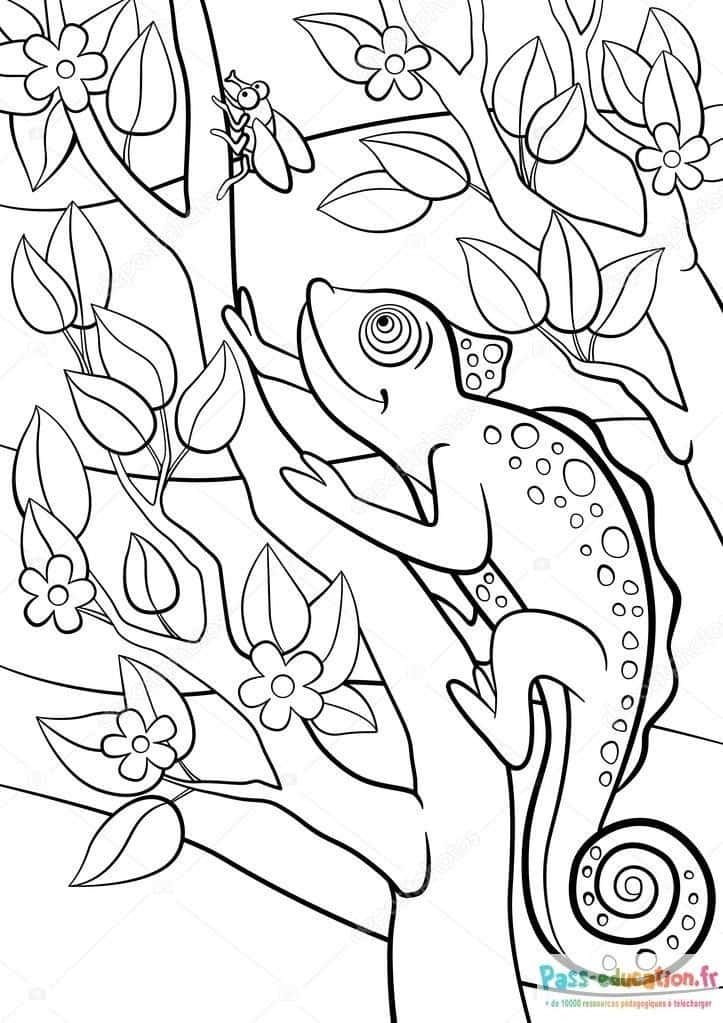 Coloriage Grenouille et Libellule à imprimer et colorier