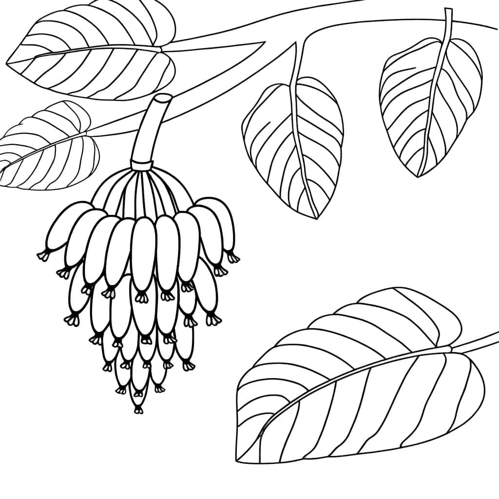 Coloriage Grappes de bananes à imprimer et colorier