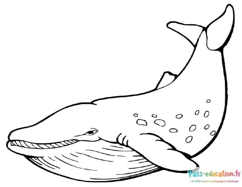 Coloriage Baleine souriante à imprimer et colorier