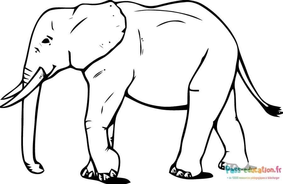 Coloriage Éléphant à imprimer et colorier