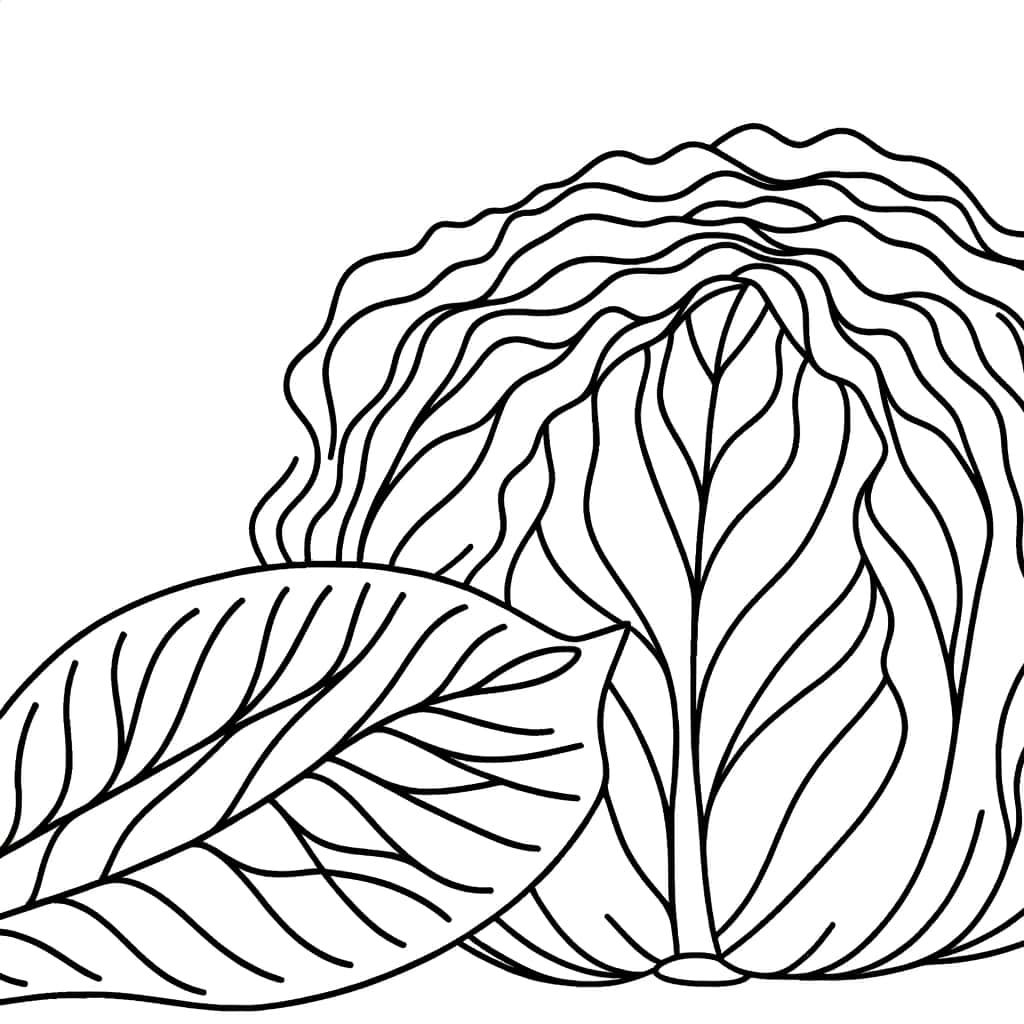 Coloriage Chou frisé à imprimer et colorier
