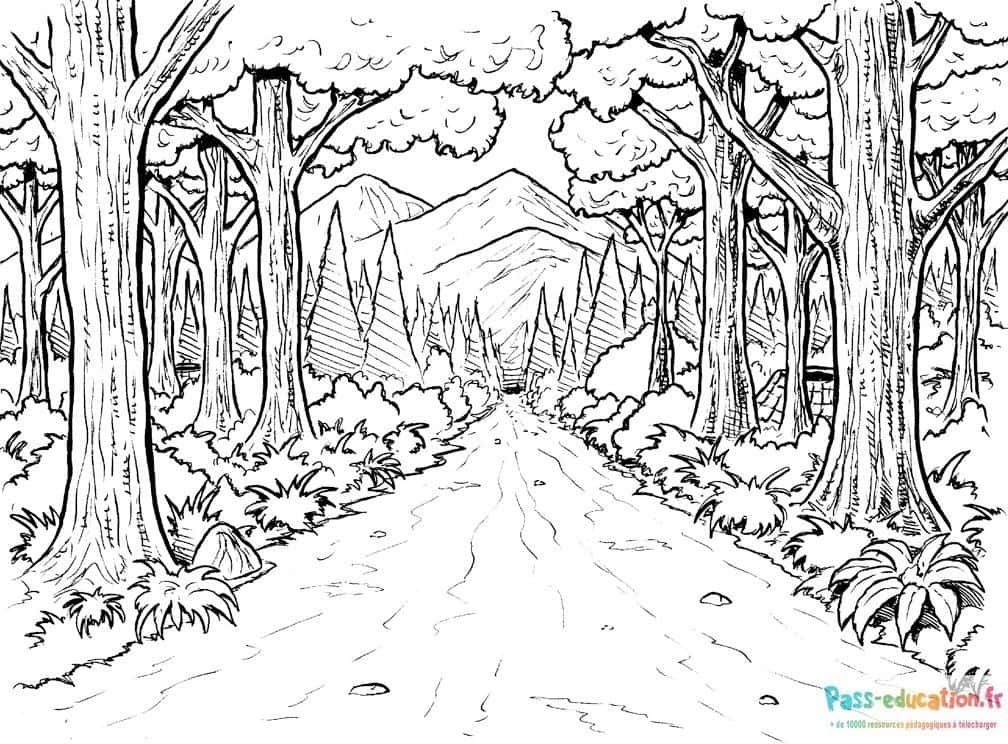 Coloriage Forêt paisible à imprimer et colorier