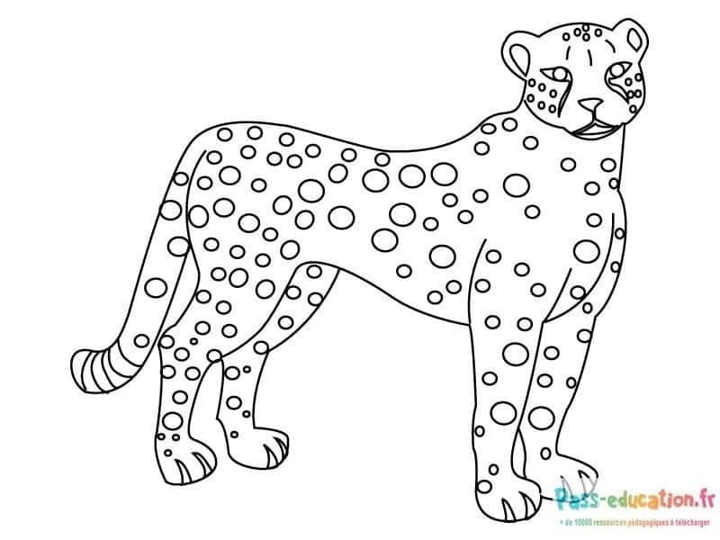 Coloriage Guépard attentif à imprimer et colorier