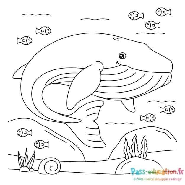 Coloriage Baleine souriante à imprimer et colorier