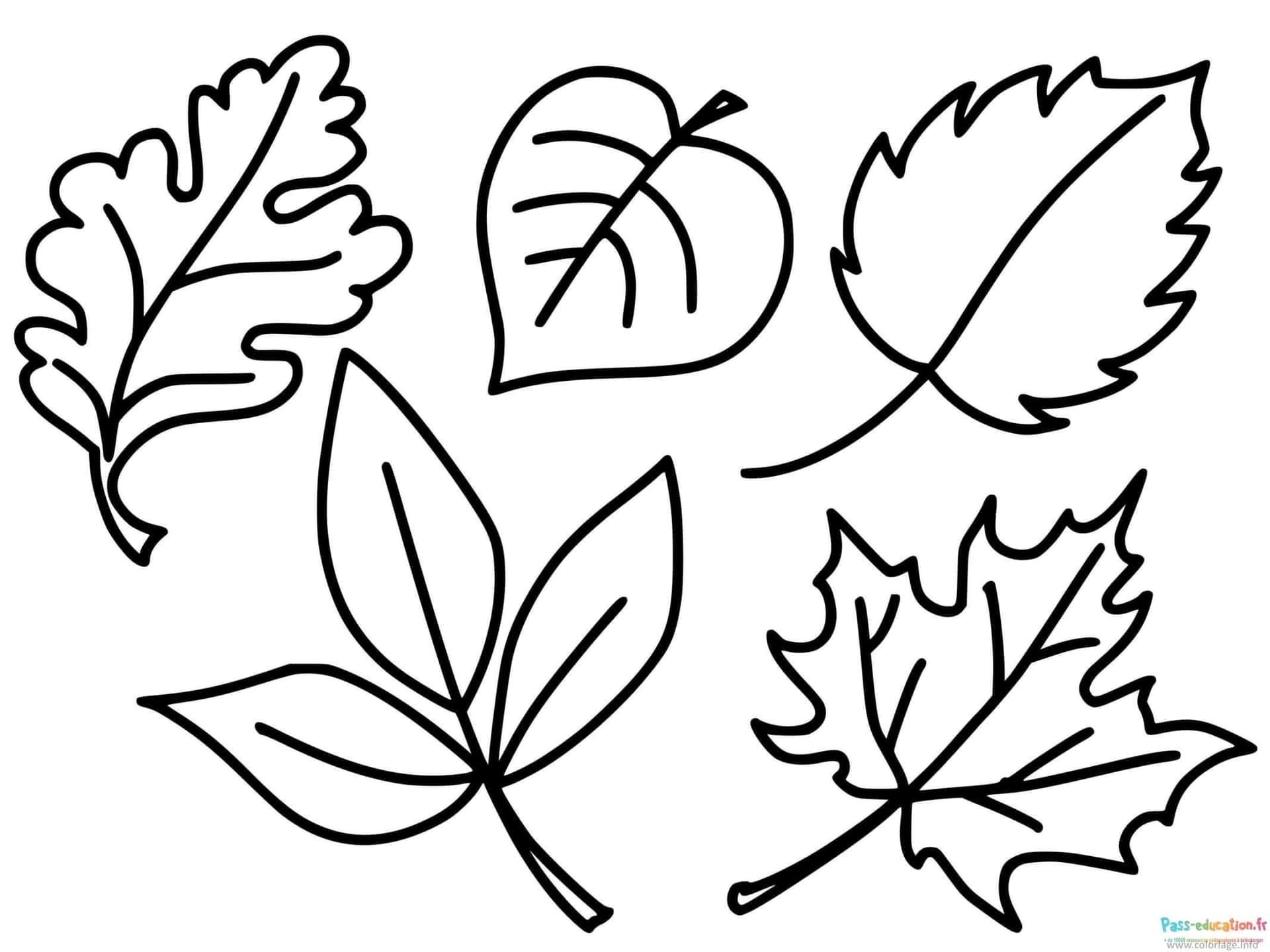Coloriage Feuilles d'automne à imprimer et colorier