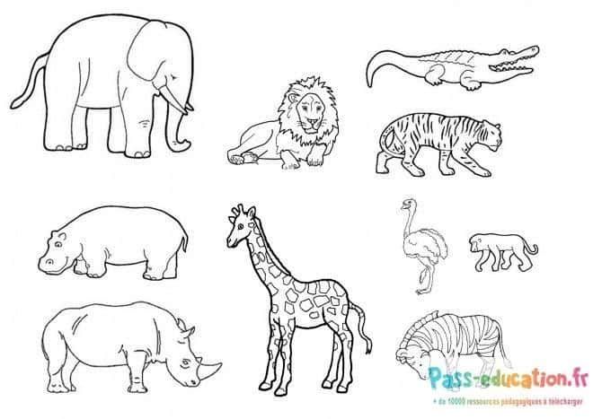 Coloriage Animaux sauvages à imprimer et colorier