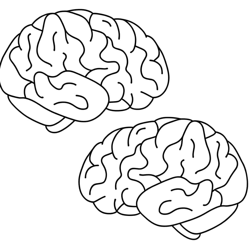Coloriage Cerveau Humain à imprimer et colorier