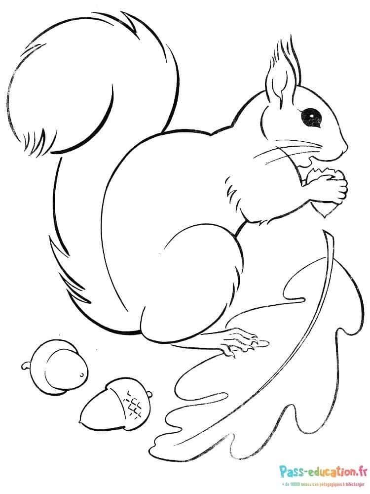 Coloriage Écureuil gourmand à imprimer et colorier