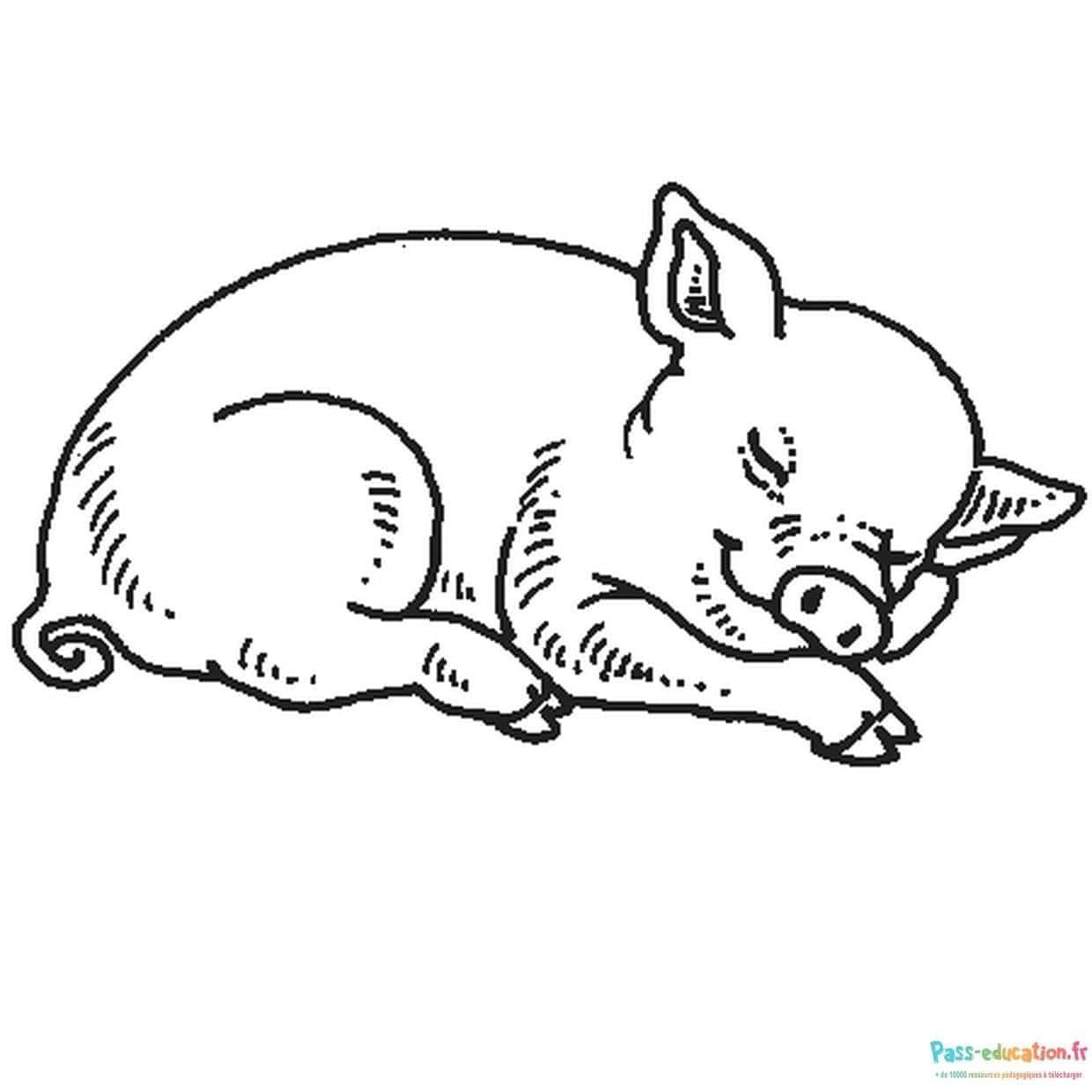Coloriage Cochon dormant à imprimer et colorier