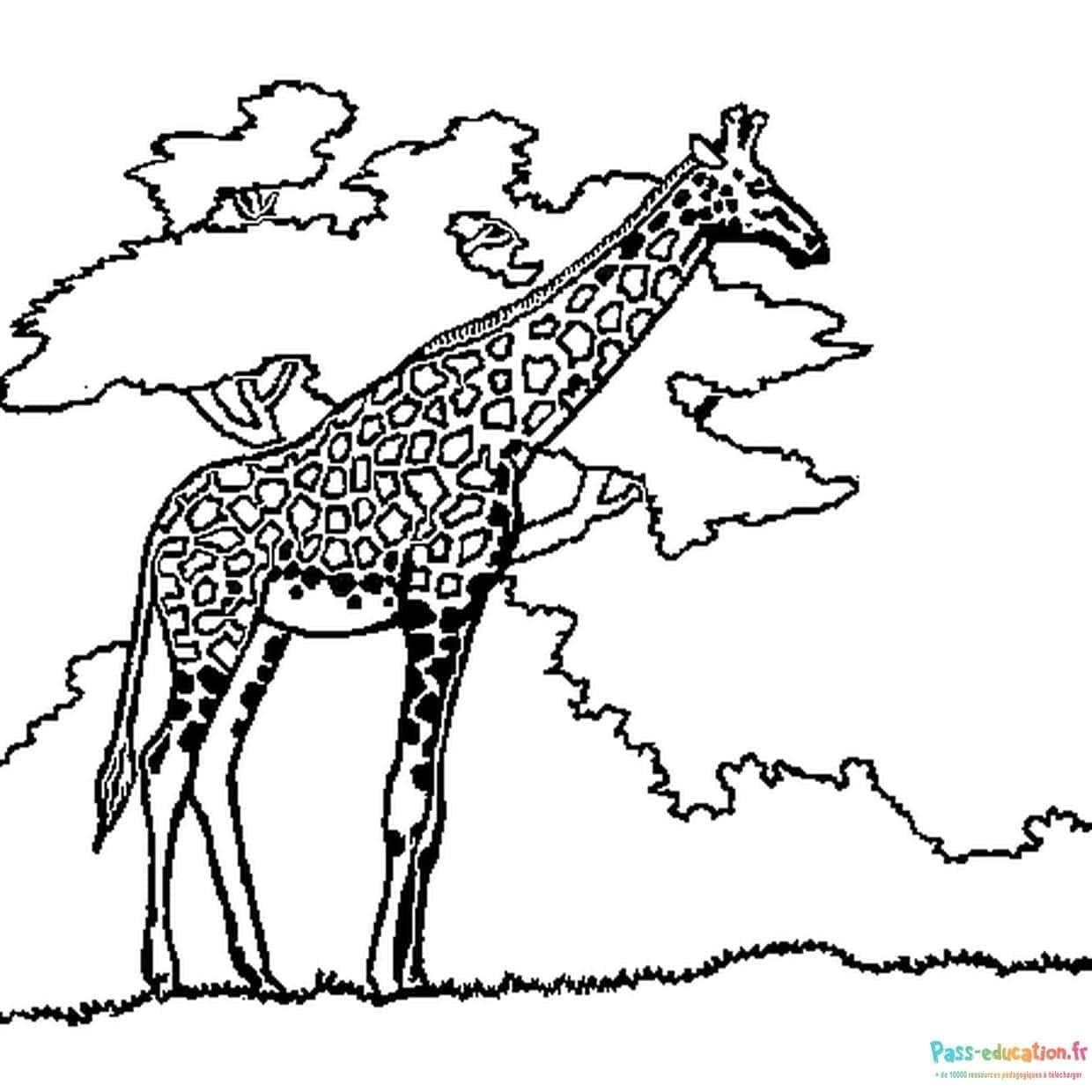 Coloriage Girafe africaine à imprimer et colorier