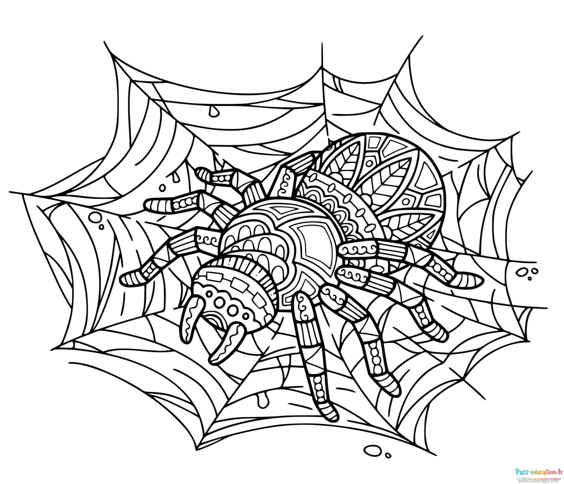 Coloriage Araignée mandala à imprimer et colorier