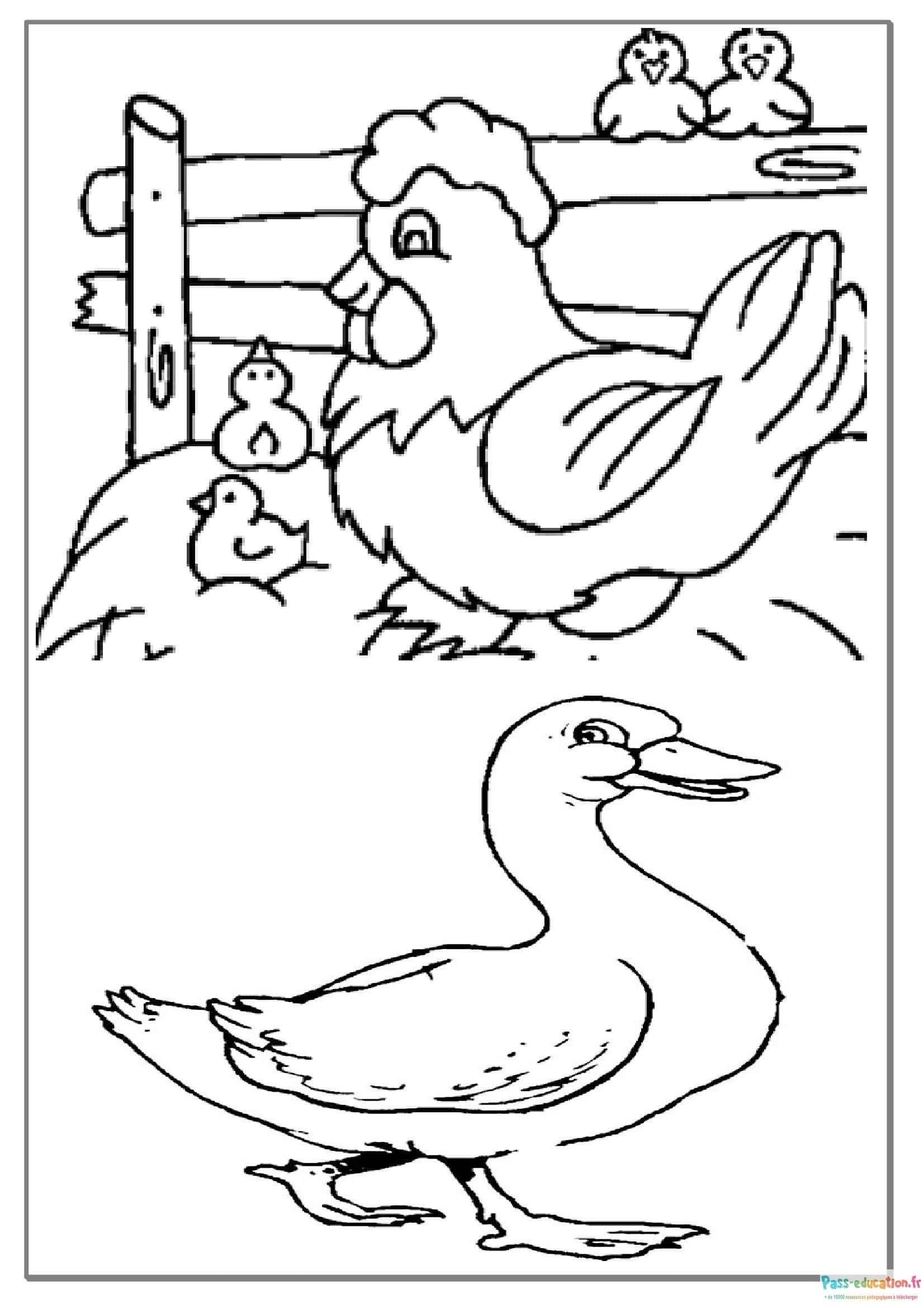 Coloriage Ferme et volailles à imprimer et colorier