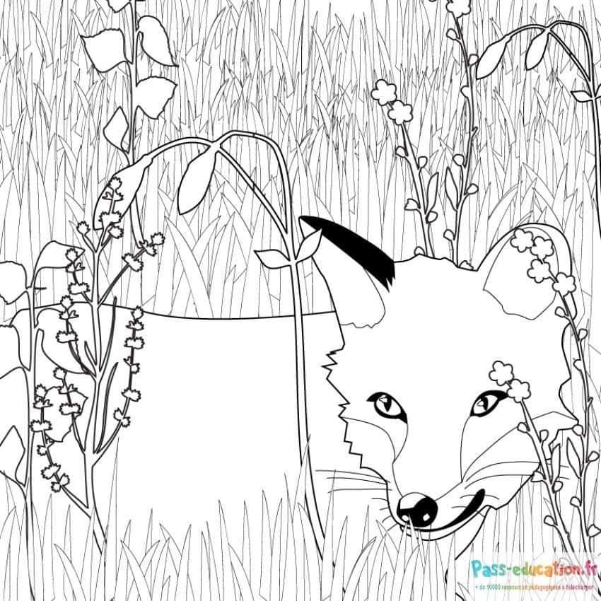 Coloriage Renard curieux à imprimer et colorier
