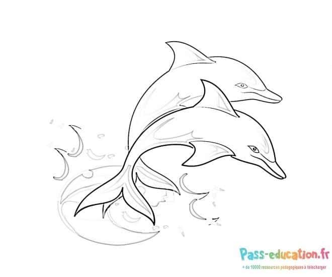 Coloriage Dauphins en duo à imprimer et colorier
