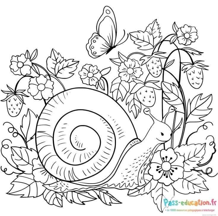 Coloriage Escargot et nature à imprimer et colorier