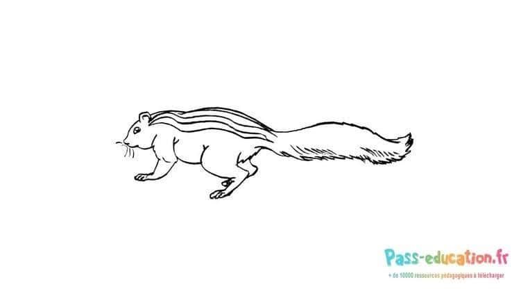 Coloriage Écureuil agile à imprimer et colorier