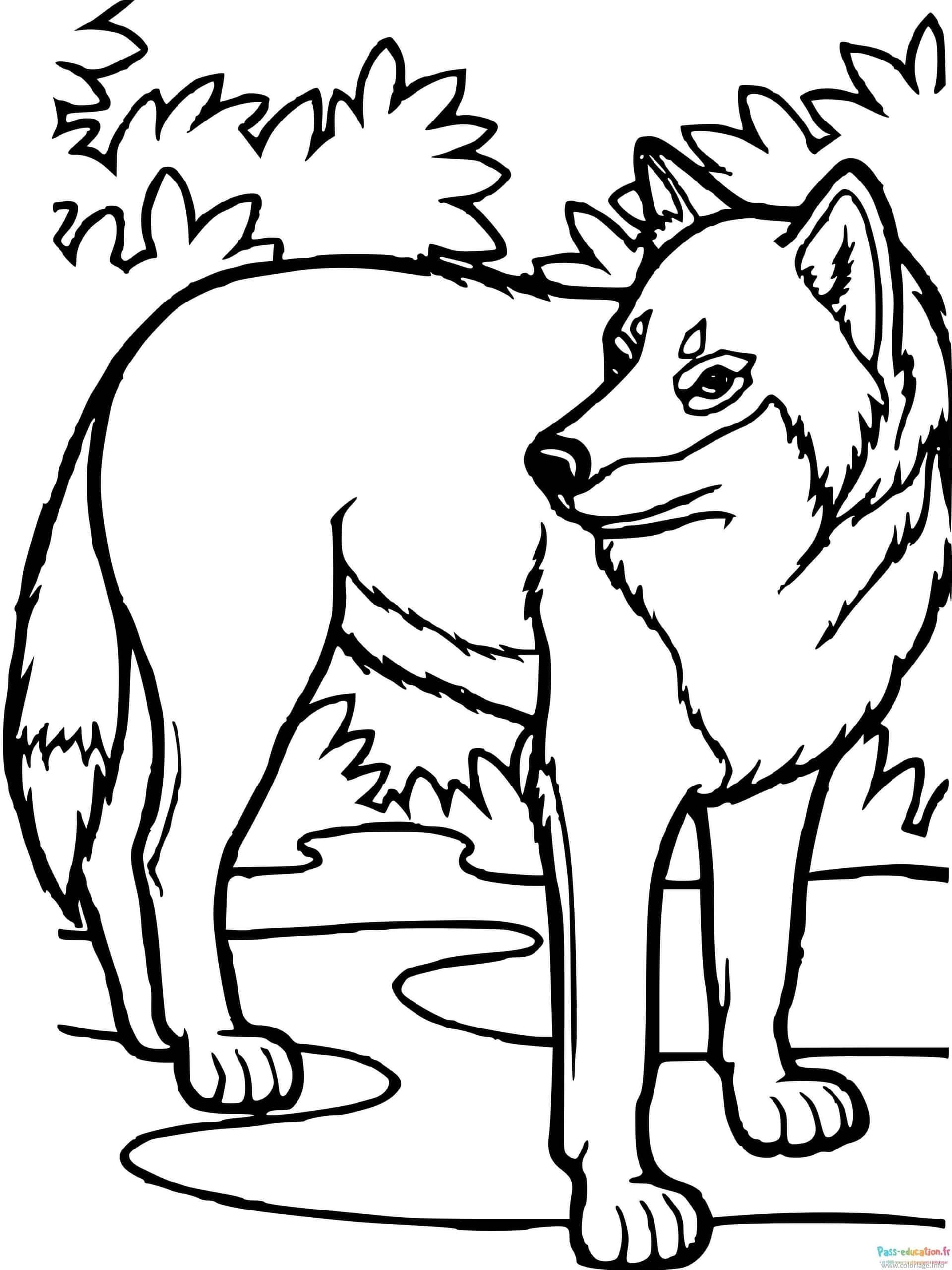 Coloriage Loup attentif à imprimer et colorier