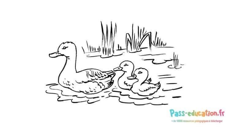 Coloriage Famille de canards à imprimer et colorier