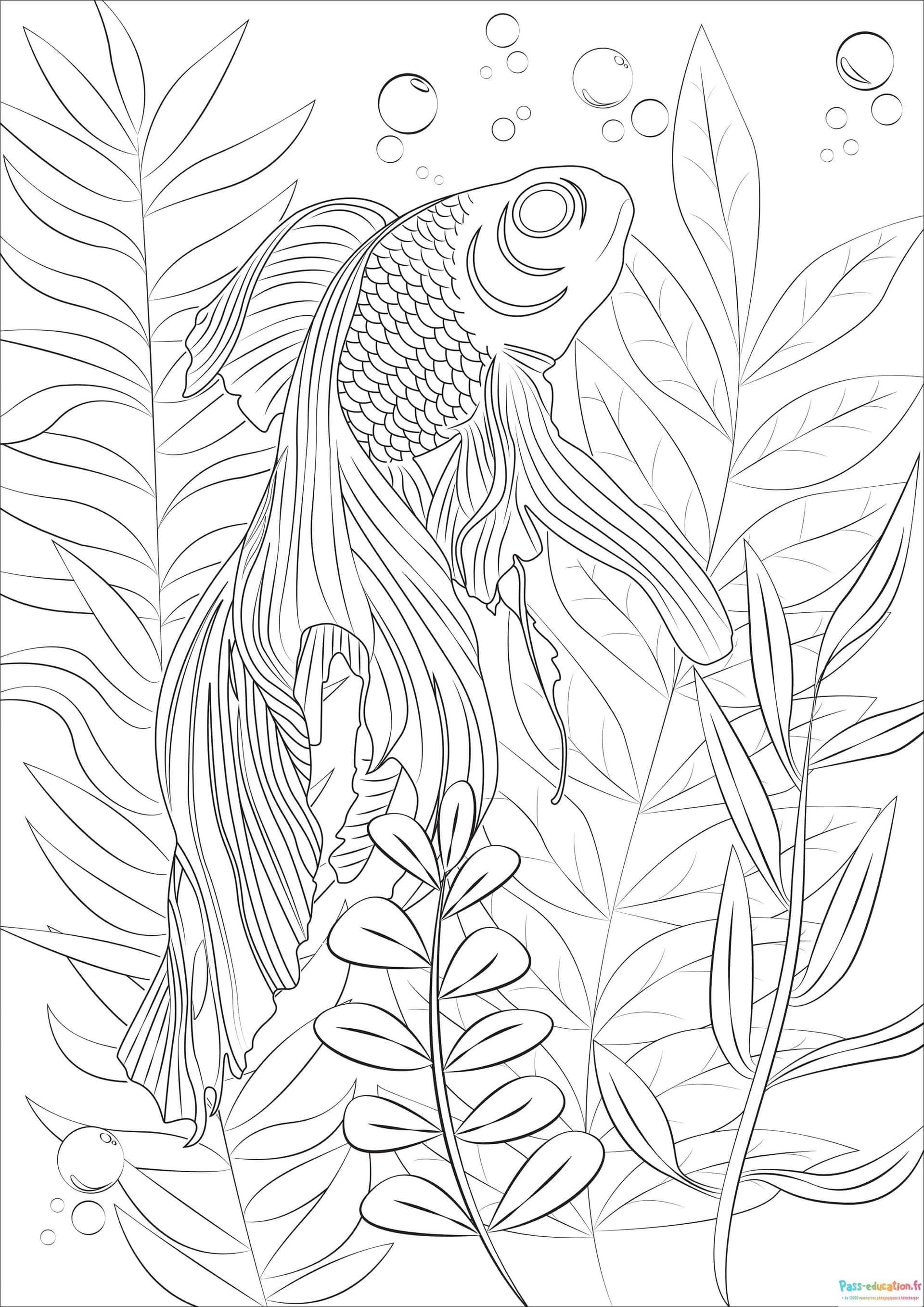 Coloriage Poisson élégant à imprimer et colorier