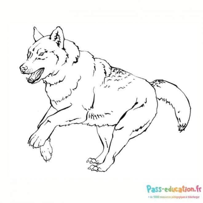 Coloriage Loup en mouvement à imprimer et colorier