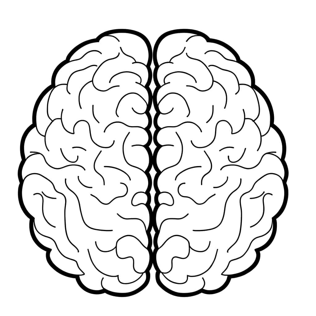 Coloriage Cerveau humain à imprimer et colorier