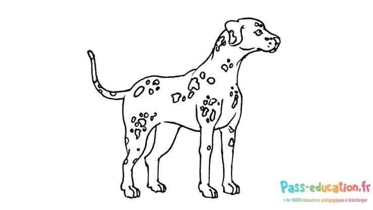 Coloriage Dalmatien attentif à imprimer et colorier