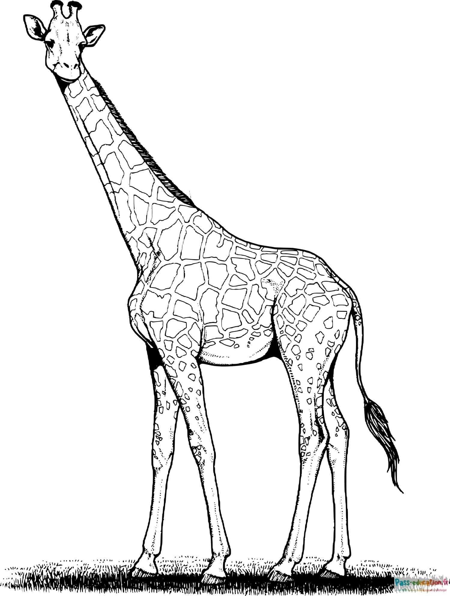 Coloriage Girafe solitaire à imprimer et colorier